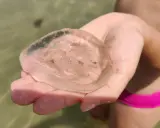 Una mano tiene una medusa trasparente e gelatinosa, quasi senza tentacoli visibili, con piccole particelle di sabbia al suo interno.
