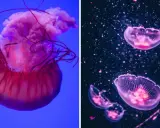 Due diversi tipi di meduse: una grande rosa su sfondo blu e altre più piccole e trasparenti su sfondo scuro.