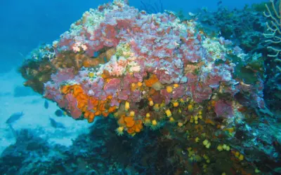 Un colorato coralligeno mediterraneo brulica di vita, con spugne arancioni e viola, anemoni gialli e piccoli pesci che nuotano tra le rocce.