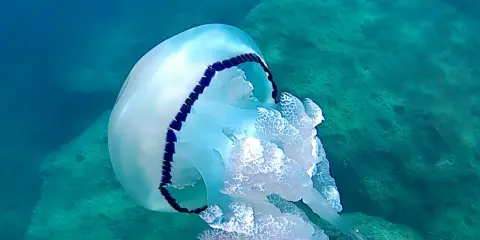 Medusa bianca e blu fluttua in un mare pulito, tra rocce verdi.