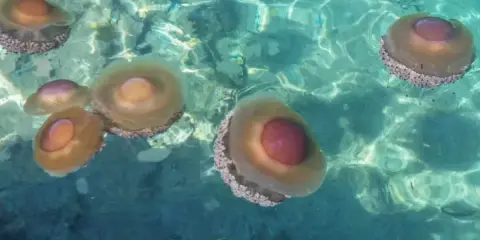 Un gruppo di meduse d'acqua dolce galleggia in acque cristalline, con i loro corpi traslucidi e ombrelloni colorati che riflettono la luce.