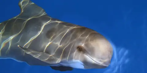 Un primo piano di una balena pilota che nuota in acque blu, con riflessi di luce sulla sua pelle liscia.
