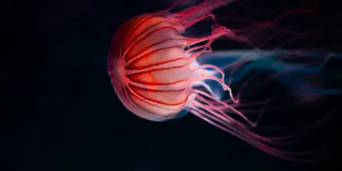 Medusa striata rosa fluttua nell'oscurità. La sua vita è un mistero, ma la sua bellezza è innegabile.