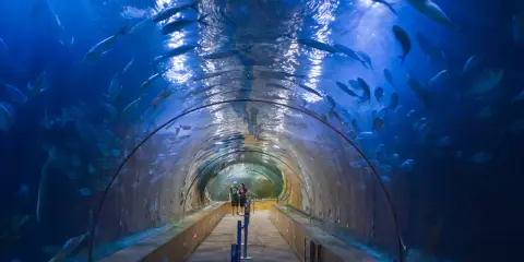 Tunnel sottomarino nell'oceanografico di Valencia, con banchi di pesci che nuotano sopra e intorno ai visitatori.