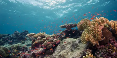 Un banco di pesci rossi nuota tra colorati arrecifes de coral, sotto la luce del sole che filtra dall'acqua.