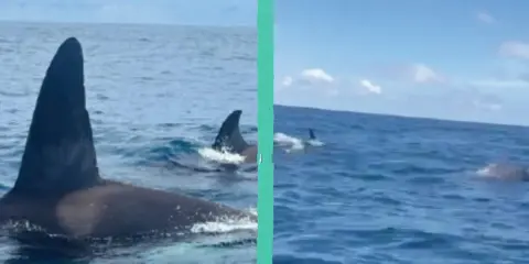 Orca maestosa con la sua pinna dorsale che emerge dall'acqua, seguita da un gruppo di capodogli che nuotano in mare aperto.
