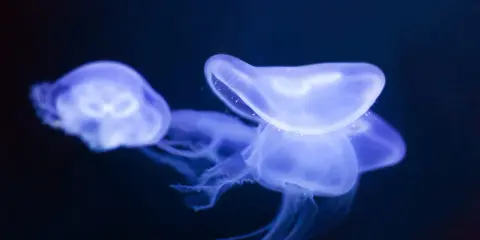 Tre meduse tropicali bioluminescenti fluttuano nell'oscurità, con i loro tentacoli trasparenti che si estendono.