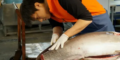 Un pescatore esperto lavora su un tonno rosso giapponese, pronto per essere preparato.