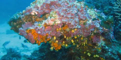 Un colorato coralligeno mediterraneo brulica di vita, con spugne arancioni e viola, anemoni gialli e piccoli pesci che nuotano tra le rocce.