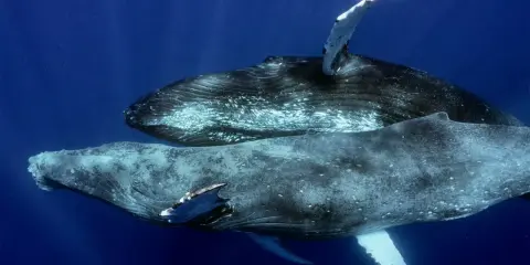 Due megattere nuotano in acque blu profonde. Queste maestose creature marine, le megattere, sono note per le loro lunghe pinne pettorali.