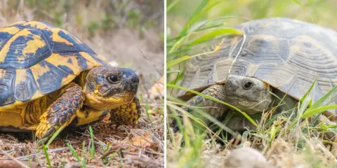 Testuggine con carapace giallo e nero e tartaruga in erba, illustrano la differenza tra testuggine e tartaruga.
