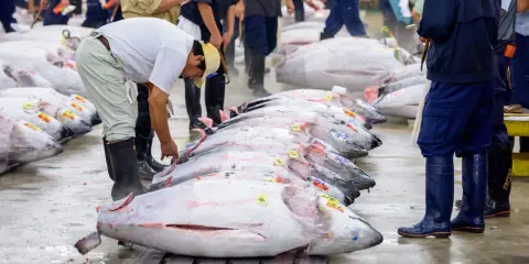 Mercato del pesce con file di tonni enormi, forse il tonno più grande mai pescato, pronti per la vendita.