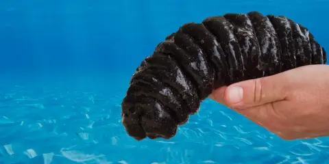Mano tiene un cetriolo di mare scuro, pronto per essere cucinato. I cetrioli di mare si mangiano in molte culture.