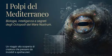 Occhio di polpo del Mediterraneo, con diagrammi di anatomia e profondità. Un viaggio alla scoperta dei polipi marini.