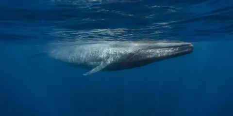A blue whale swims underwater, its body illuminated by sunlight filtering through the ocean's surface.