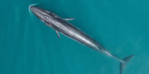 Una maestosa balena mammifero nuota nelle acque turchesi, la sua lunga sagoma scivola silenziosamente sotto la superficie.
