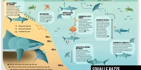 Gli squali e le razze, presenti nel Mediterraneo, sono fondamentali per il ciclo del carbonio blu, immagazzinandolo e contribuendo alla salute degli oceani.