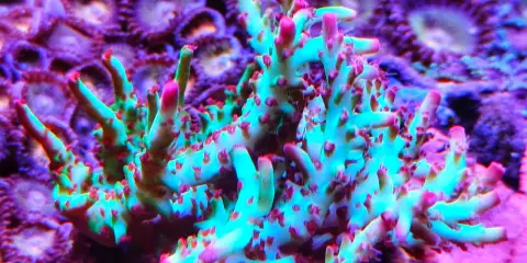 Coralli duri acquario marino, con ramificazioni verdi e punte rosa, su sfondo viola di zoantidi.