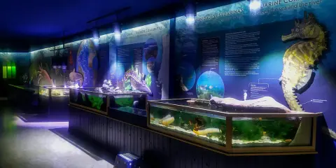 Il museo oceanografico di Lisbona espone un grande cavalluccio marino e acquari con vita marina.