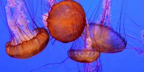 Meduse arancioni con lunghi tentacoli viola danzano nell'acqua blu. Una medusa velenosa, bellissima ma pericolosa.