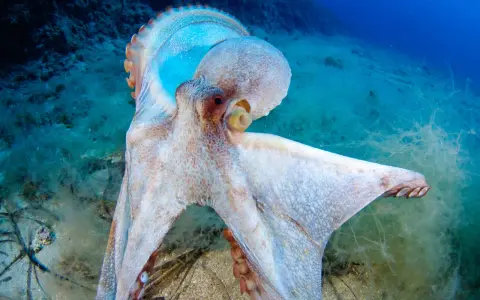 Un polpo maestoso, con la sua pelle cangiante, si muove nel suo habitat. La sua vita media è un mistero affascinante del mare.