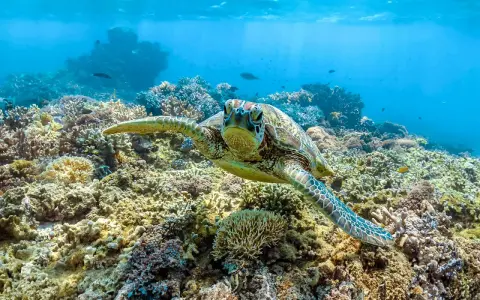 Tartaruga marina nuota tra coloratissimi animali barriera corallina, un ecosistema sottomarino vibrante.