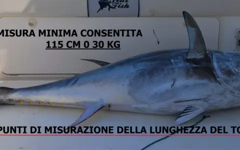 Tonno di notevole grandezza, con indicazioni sulla misura minima consentita (115 cm o 30 kg) e sui punti di misurazione della lunghezza.