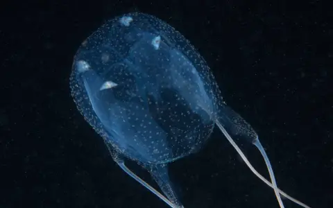 Medusa carybdea trasparente con puntini bianchi, fluttua nell'oscurità.