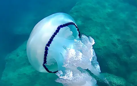 Medusa bianca e blu fluttua in un mare pulito, tra rocce verdi.