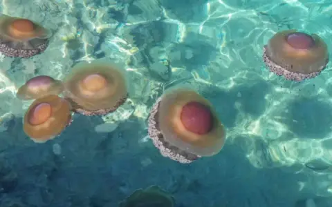 Un gruppo di meduse d'acqua dolce galleggia in acque cristalline, con i loro corpi traslucidi e ombrelloni colorati che riflettono la luce.