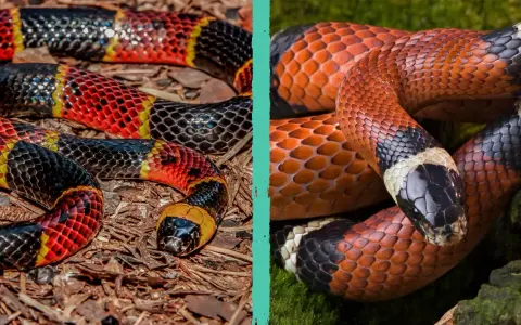 Serpenti corallo: come capire se il corallo è vero? Due serpenti colorati, uno su terra, l'altro su muschio, mostrano le loro squame vivaci.