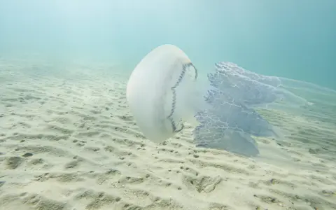 Una medusa bianca e blu fluttua sopra un fondale sabbioso. Le sue lunghe e delicate braccia si estendono nell'acqua limpida, creando un'immagine eterea di meduse quando ci sono.