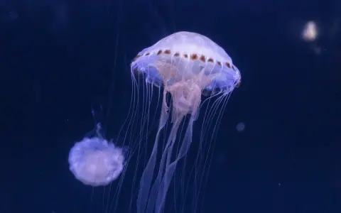 Due meduse trasparenti, simili a campane, fluttuano nell'oscurità. Una è più grande e dettagliata, con tentacoli lunghi e sottili che si estendono verso il basso. L'altra, più piccola, è sfocata sullo sfondo. Queste creature marine, che ricordano le me...