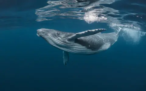 Balena megattera nuota vicino alla superficie. Quanti tipi di balene esistono? Molti, ma questa è una delle più maestose.