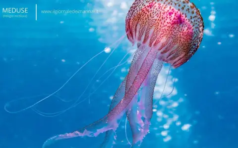 Una medusa animale, la Pelagia noctiluca, fluttua in acque blu con tentacoli lunghi e luminosi.