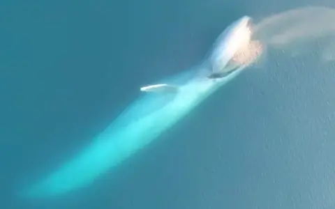 Balenottera azzurra emette un soffio d'acqua, mostrando la sua immensa mole. Non ha denti, ma fanoni per filtrare il cibo.