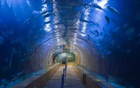 Tunnel sottomarino nell'oceanografico di Valencia, con banchi di pesci che nuotano sopra e intorno ai visitatori.