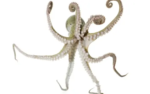 Un polpo maschio e femmina, con tentacoli che si arricciano, si muove con grazia su sfondo bianco.