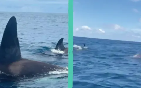 Orca maestosa con la sua pinna dorsale che emerge dall'acqua, seguita da un gruppo di capodogli che nuotano in mare aperto.