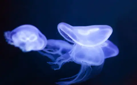 Tre meduse tropicali bioluminescenti fluttuano nell'oscurità, con i loro tentacoli trasparenti che si estendono.