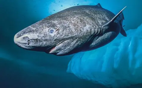 Squalo della Groenlandia, noto per la sua lunghissima vita media, nuota nelle fredde acque artiche vicino a un iceberg.