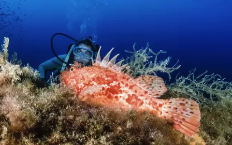 Un subacqueo osserva un pesce scorpione arancione su un fondale marino ricco di alghe. L'immersione dei sub rivela meraviglie nascoste.