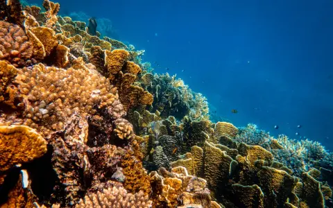 Un colorato ecosistema sottomarino, una barriera corallina oggi vibrante di vita, con pesci che nuotano tra coralli ramificati e massicci.