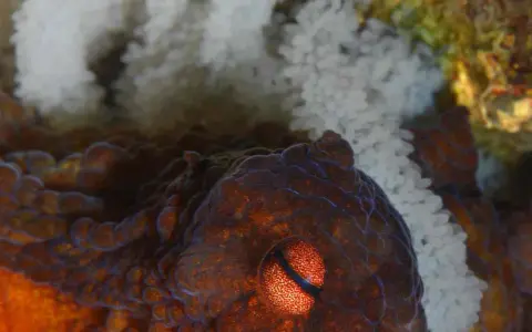 Occhio di un polpo che protegge le sue uova. La madre veglia sul futuro della sua specie.