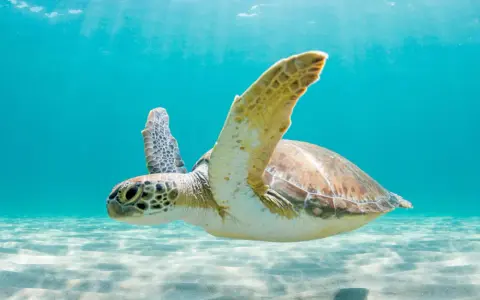 Tartaruga marina nuota in acque cristalline, mostrando il suo habitat naturale dove vivono le tartarughe.