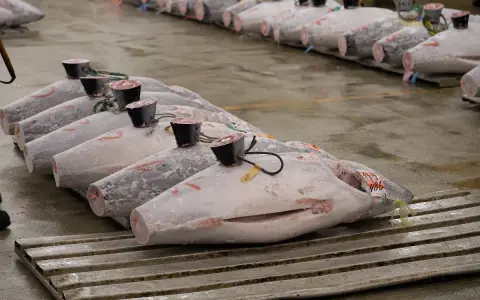 Rows of large, whole yellowfin tuna, some with tags and black caps on their tails, displayed on a wet floor.