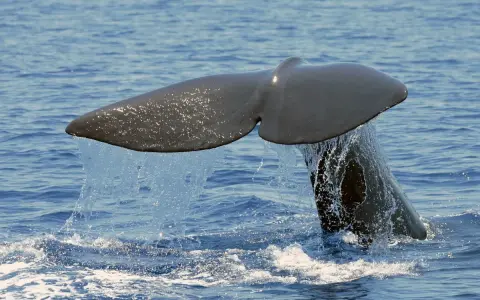 Coda di capodoglio, un maestoso cetaceo mediterraneo, emerge dalle acque blu, lasciando una scia scintillante.