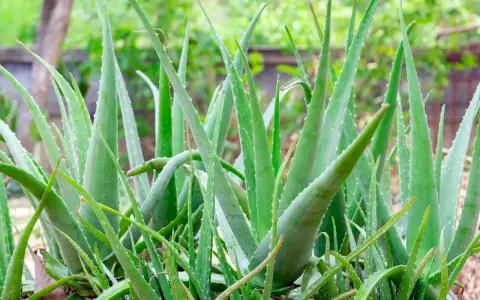 Un folto gruppo di piante di aloe vera, note per i loro benefici per la pelle, con foglie verdi carnose e bordi seghettati.
