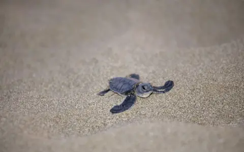 Piccola tartaruga marina si muove sulla sabbia dorata, iniziando il suo viaggio verso il mare.