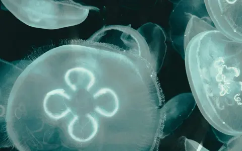 Un gruppo di meduse appena nate fluttua nell'oscurità, i loro corpi trasparenti illuminati da una luce eterea.